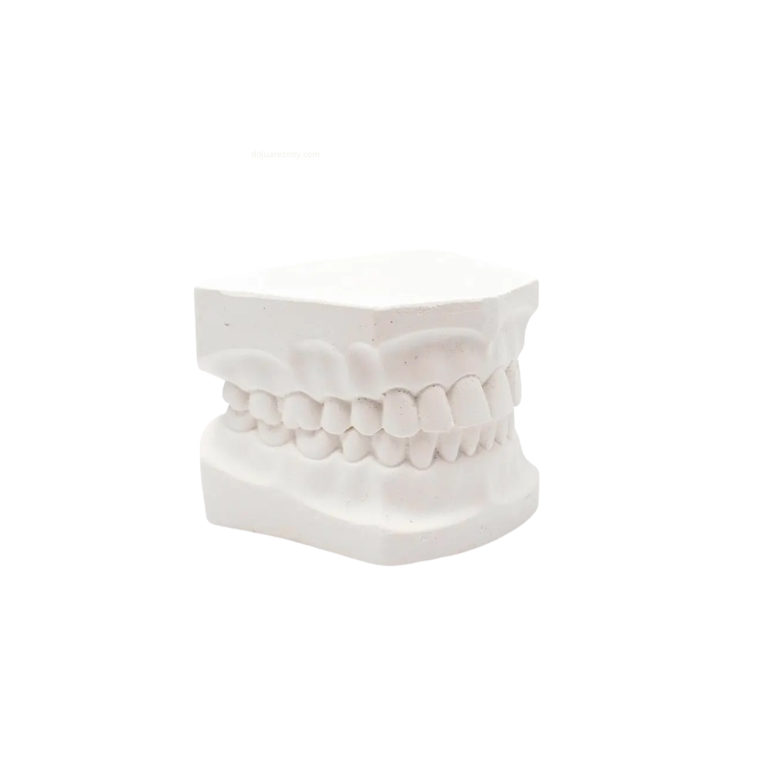 Tipodonto de Yeso Dental para Prácticas Odontológicas Modelo Anatómico Adulto