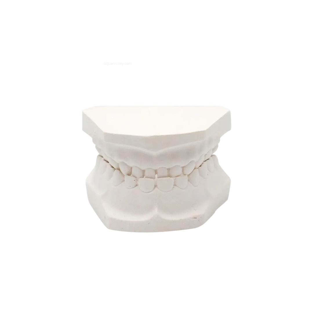 Tipodonto de Yeso Dental para Prácticas Odontológicas Modelo Anatómico Adulto